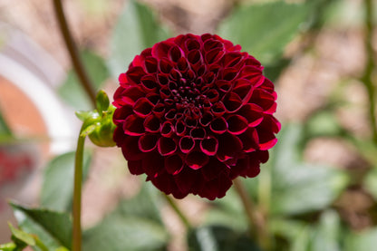 Dahlia Pompon - Natal - 1 bulbs p-pack (6578)