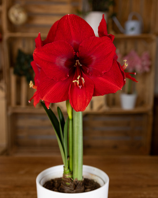Amaryllis Symphony Single - Miracle™ - 1 bulb p-pack (452)