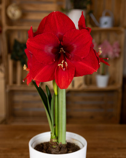 Amaryllis Symphony Single - Miracle™ - 1 bulb p-pack (452)