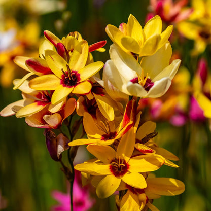 Ixias - Mixed - 50 bulbs p-pack (216)