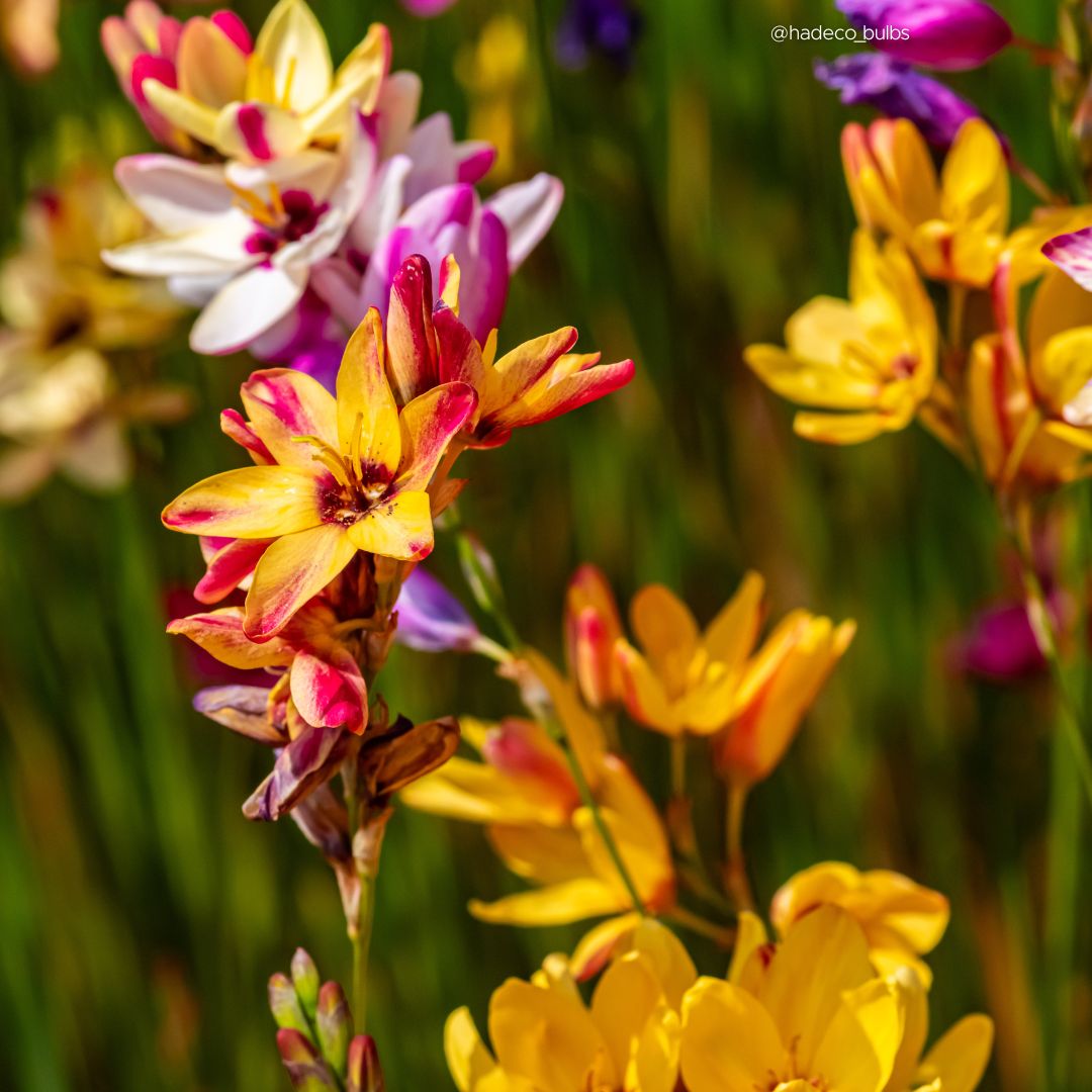 Ixias - Mixed - 50 bulbs p-pack (216)