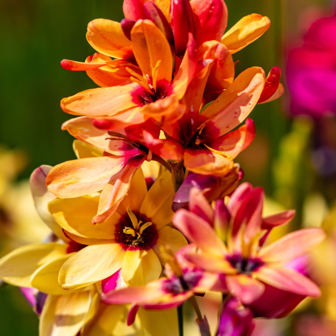 Ixias - Mixed - 50 bulbs p-pack (216)