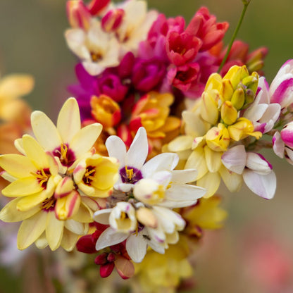 Ixias - Mixed - 50 bulbs p-pack (216)