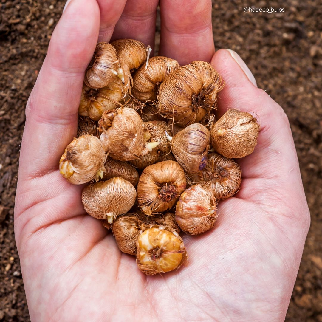 Ixias - Mixed - 50 bulbs p-pack (216)