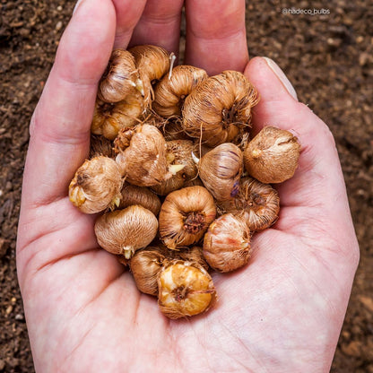 Ixias - Mixed - 50 bulbs p-pack (216)