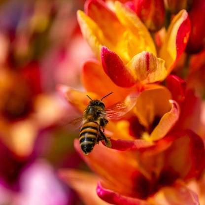 Ixias - Mixed - 50 bulbs p-pack (216)