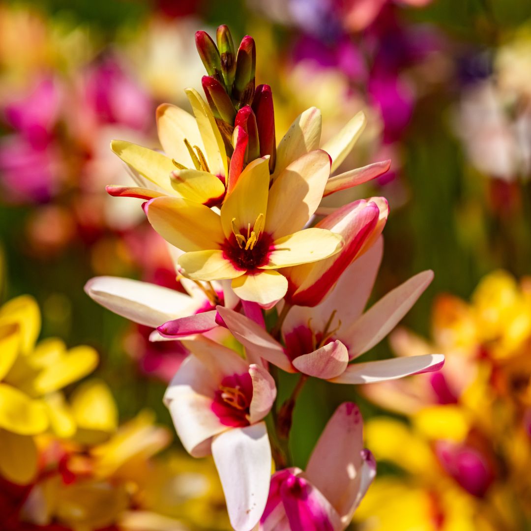 Ixias - Mixed - 50 bulbs p-pack (216)