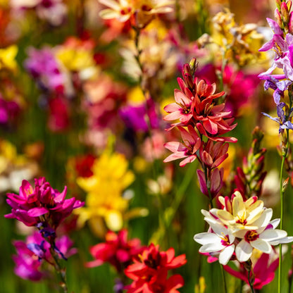 Ixias - Mixed - 50 bulbs p-pack (216)