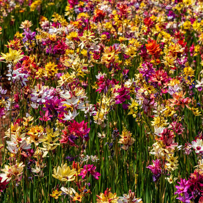 Ixias - Mixed - 50 bulbs p-pack (216)