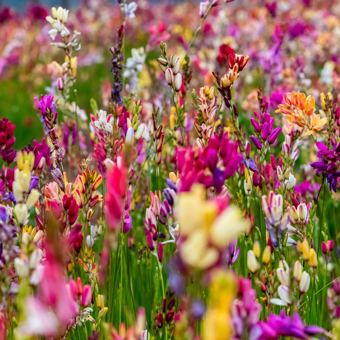 Ixias - Mixed - 50 bulbs p-pack (216)