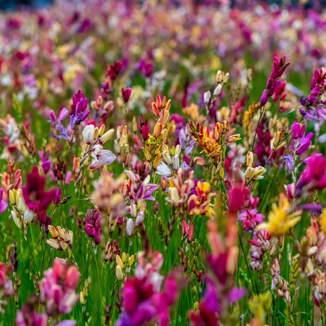 Ixias - Mixed - 50 bulbs p-pack (216)