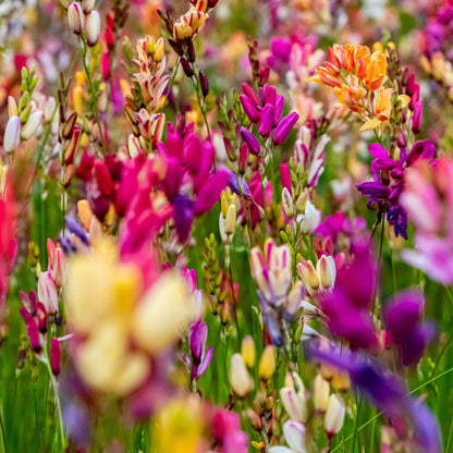 Ixias - Mixed - 50 bulbs p-pack (216)