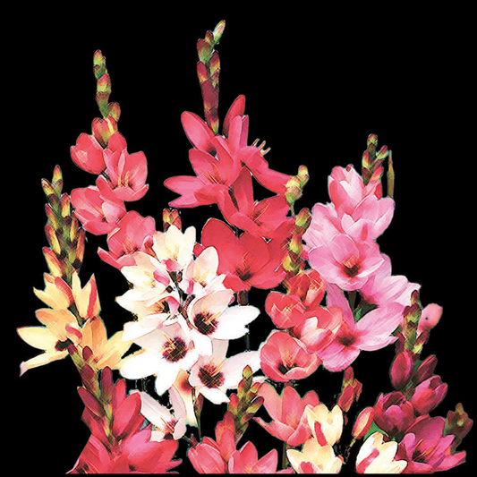 Ixia hybrida - Mixed Colours - 35 bulbs p-pack