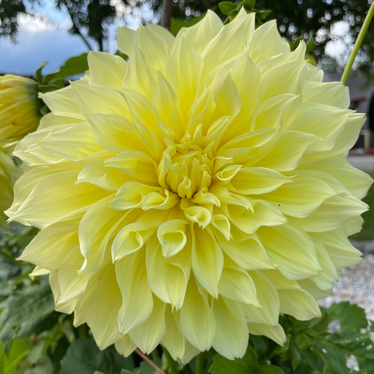 Dahlia Dinner Plate - Kelvin's Floodlight - 1 bulb p-pack (521)