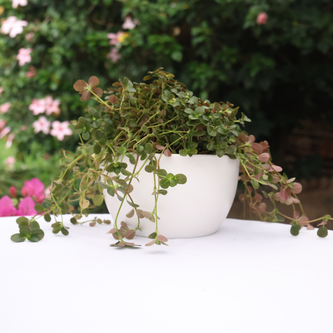 Kitty Ceramic Bowl D19 - White