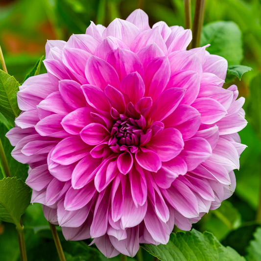 Dahlia Dinner Plate - Lavender Perfection - 1 bulb p-pack (557)