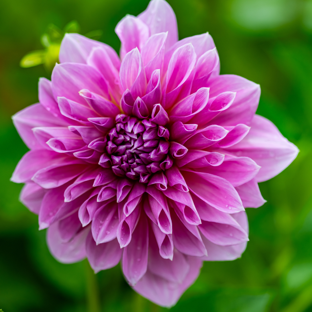 Dahlia Dinner Plate - Lavender Perfection - 1 bulb p-pack (557)