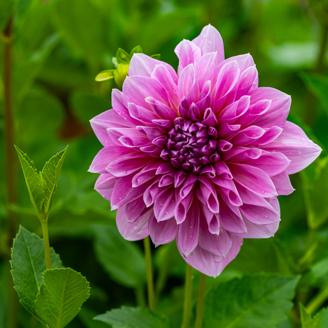 Dahlia Dinner Plate - Lavender Perfection - 1 bulb p-pack (557)