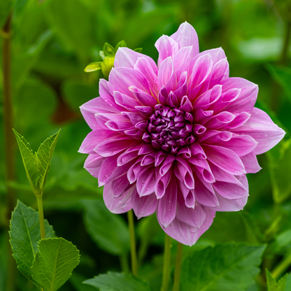 Dahlia Dinner Plate - Lavender Perfection - 1 bulb p-pack (557)