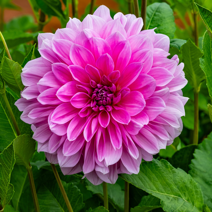 Dahlia Dinner Plate - Lavender Perfection - 1 bulb p-pack (557)