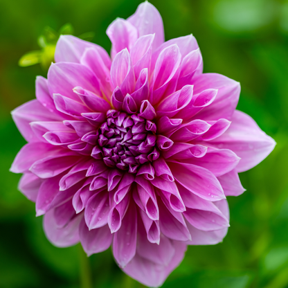 Dahlia Dinner Plate - Lavender Perfection - 1 bulb p-pack (557)