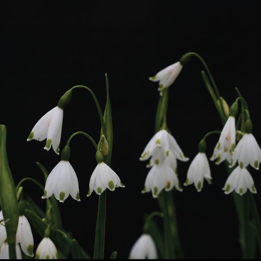 Leucojum aestivum 'Bridesmaid' - 5 bulbs p-pack