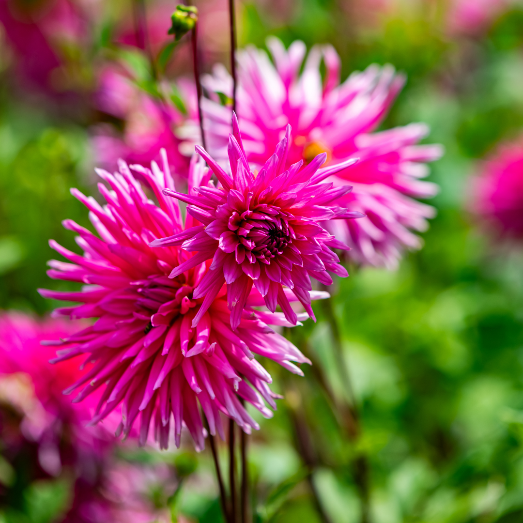 Dahlia Cactus - Lilac Veil - 1 bulb p-pack (6071)