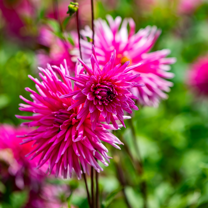 Dahlia Cactus - Lilac Veil - 1 bulb p-pack (6071)