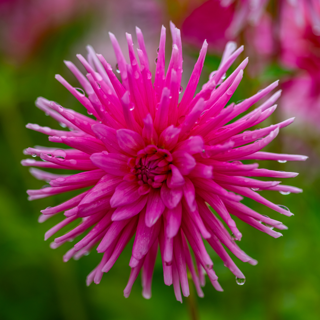 Dahlia Cactus - Lilac Veil - 1 bulb p-pack (6071)