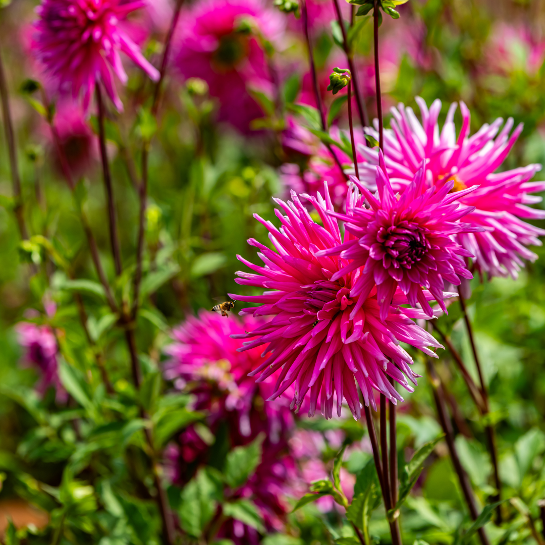 Dahlia Cactus - Lilac Veil - 1 bulb p-pack (6071)