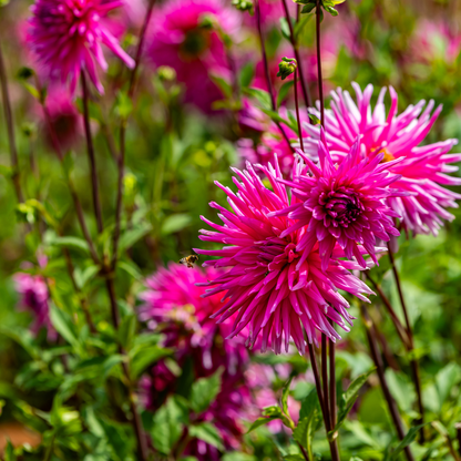 Dahlia Cactus - Lilac Veil - 1 bulb p-pack (6071)