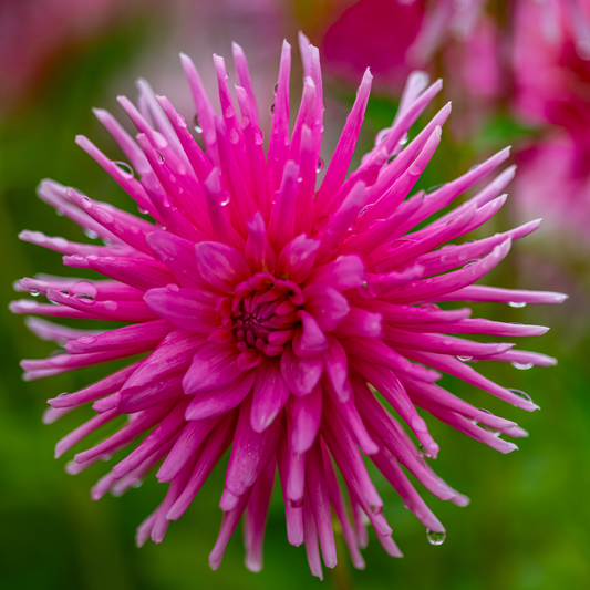 Dahlia Cactus - Lilac Veil - 1 bulb p-pack (6071)