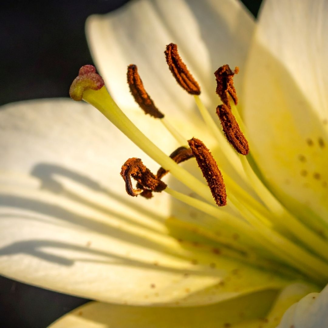 Lilium Asiflorum - Cream - 5 bulbs p-pack (189)