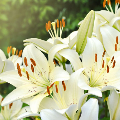 Lilium Asiflorum - Cream - 5 bulbs p-pack (189)