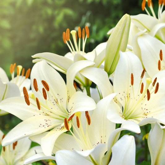 Lilium Asiflorum - Cream - 5 bulbs p-pack (189)