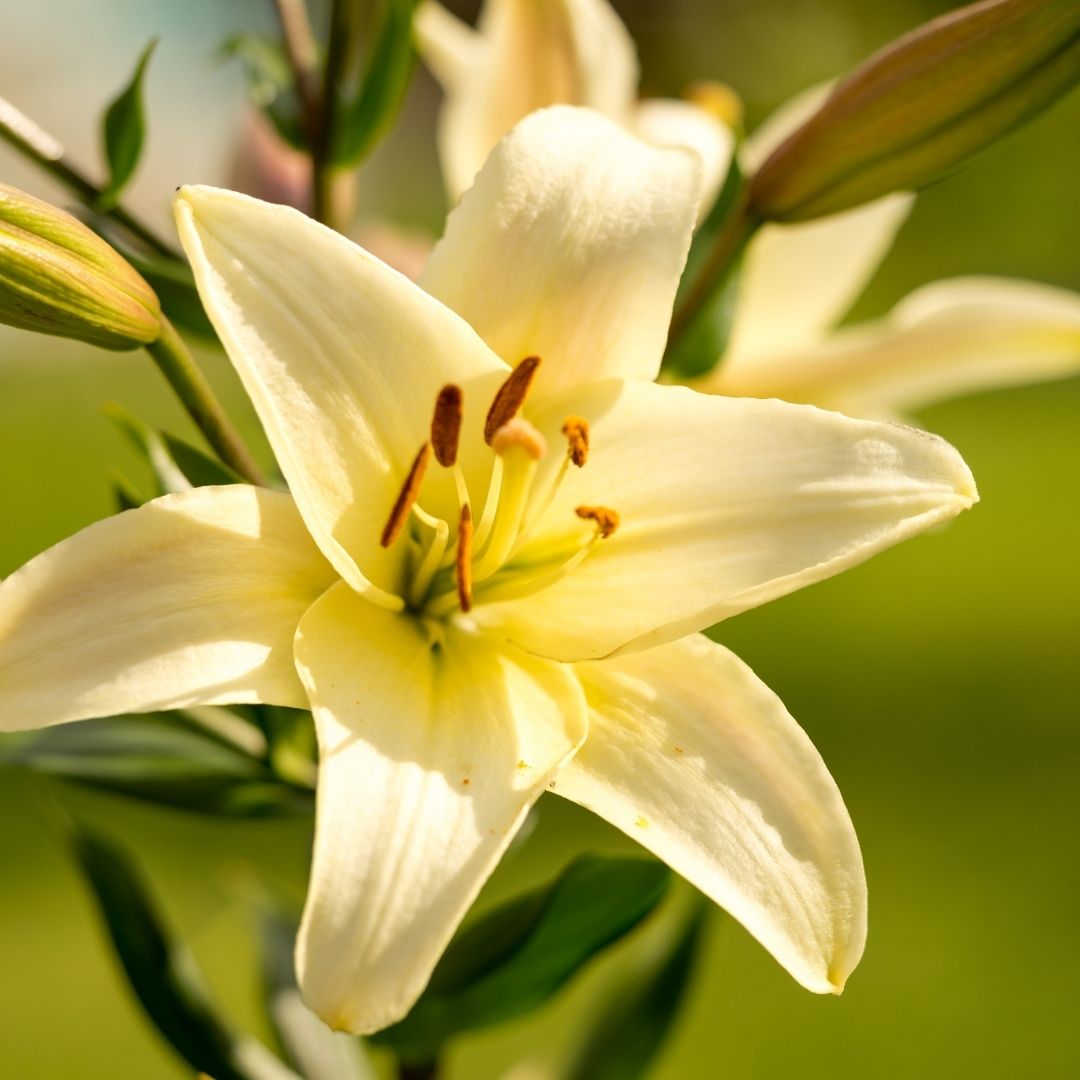 Lilium Asiflorum - Cream - 5 bulbs p-pack (189)