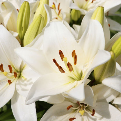 Lilium Asiflorum - Cream - 5 bulbs p-pack (189)