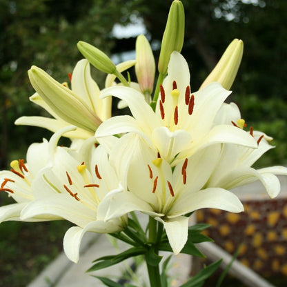Lilium Asiflorum - Cream - 5 bulbs p-pack (189)
