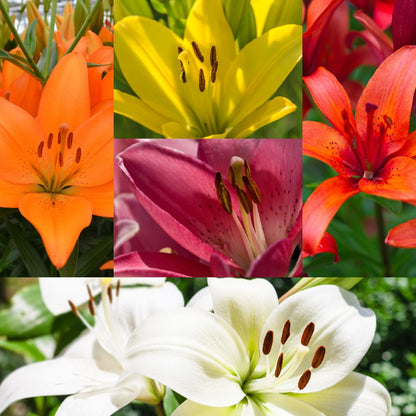 Lilium Asiflorum -Assorted- 5 bulbs p-pack (193)