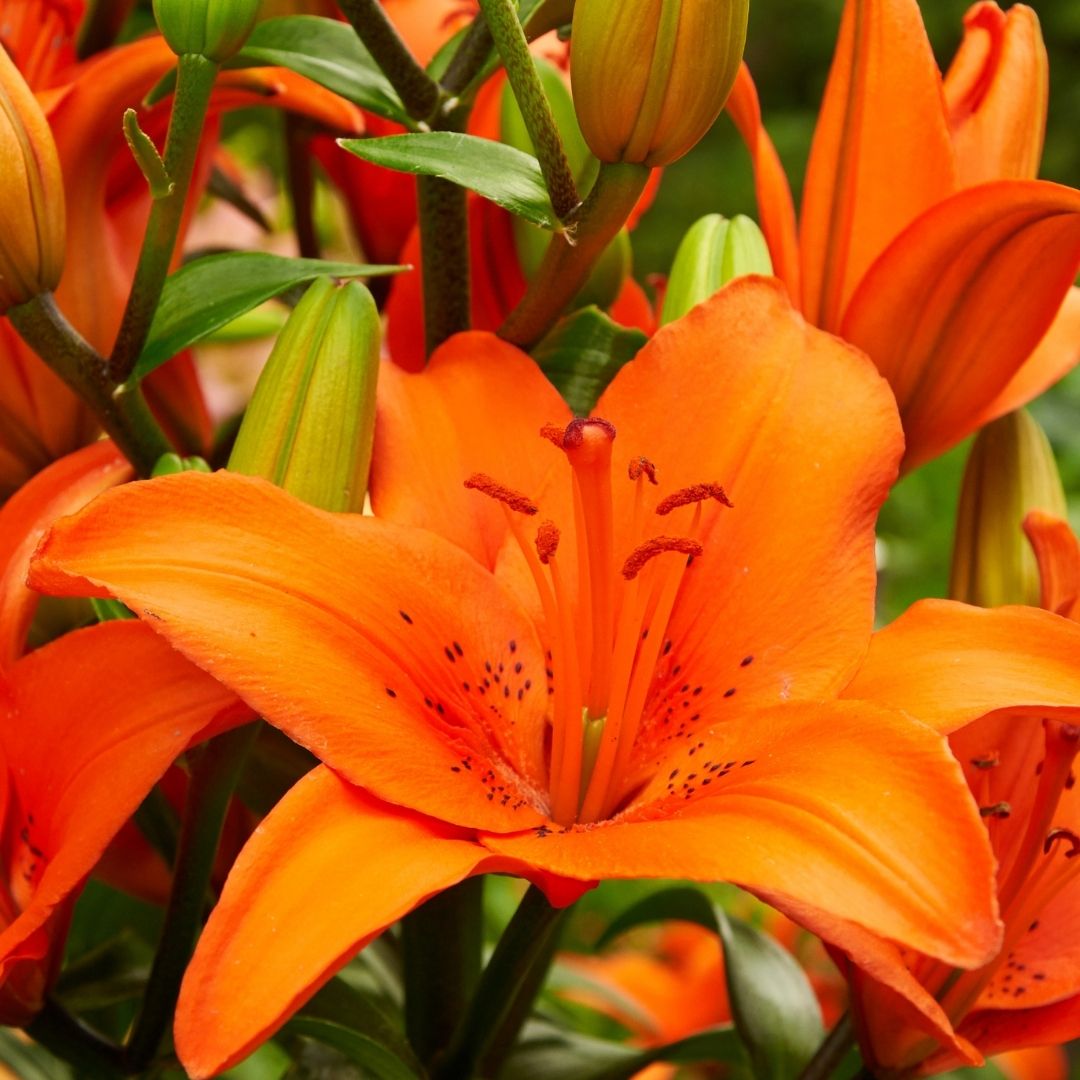 Lilium Asiflorum - Orange - 5 bulbs p-pack (191)