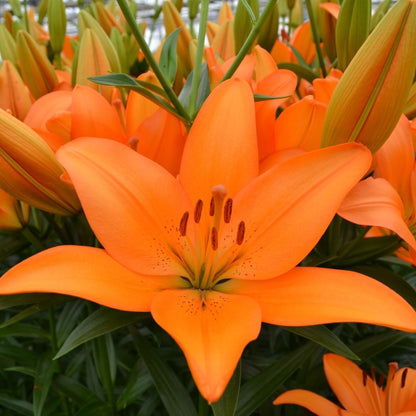 Lilium Asiflorum - Orange - 5 bulbs p-pack (191)