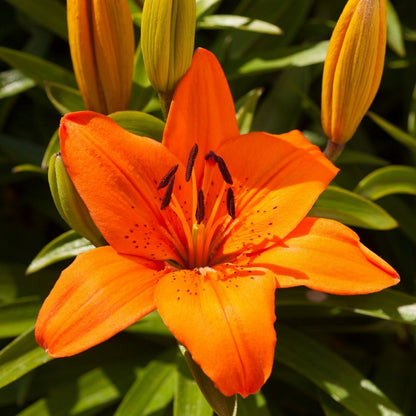 Lilium Asiflorum - Orange - 5 bulbs p-pack (191)