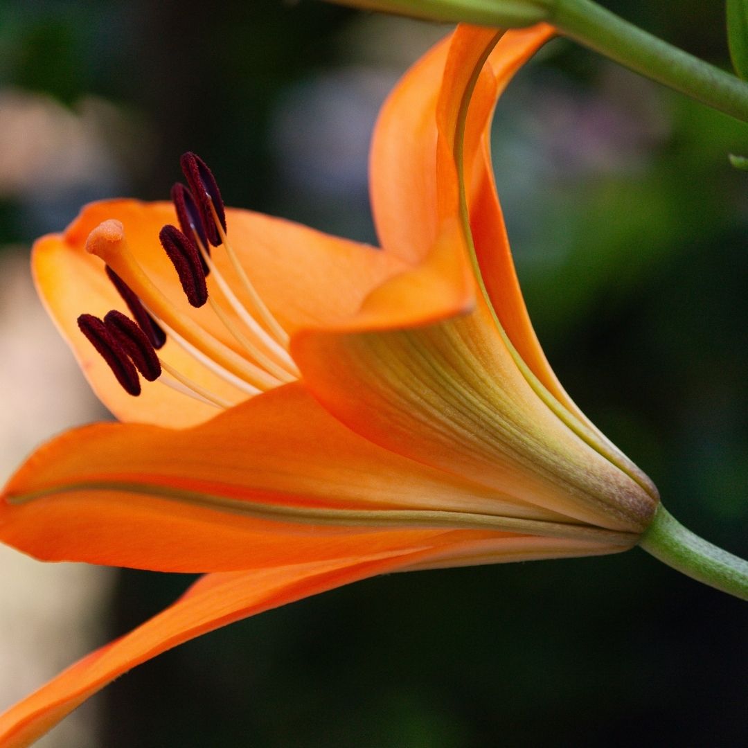 Lilium Asiflorum - Orange - 5 bulbs p-pack (191)