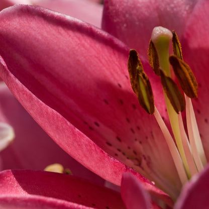 Lilium Asiflorum - Pink - 5 bulbs p-pack (188)