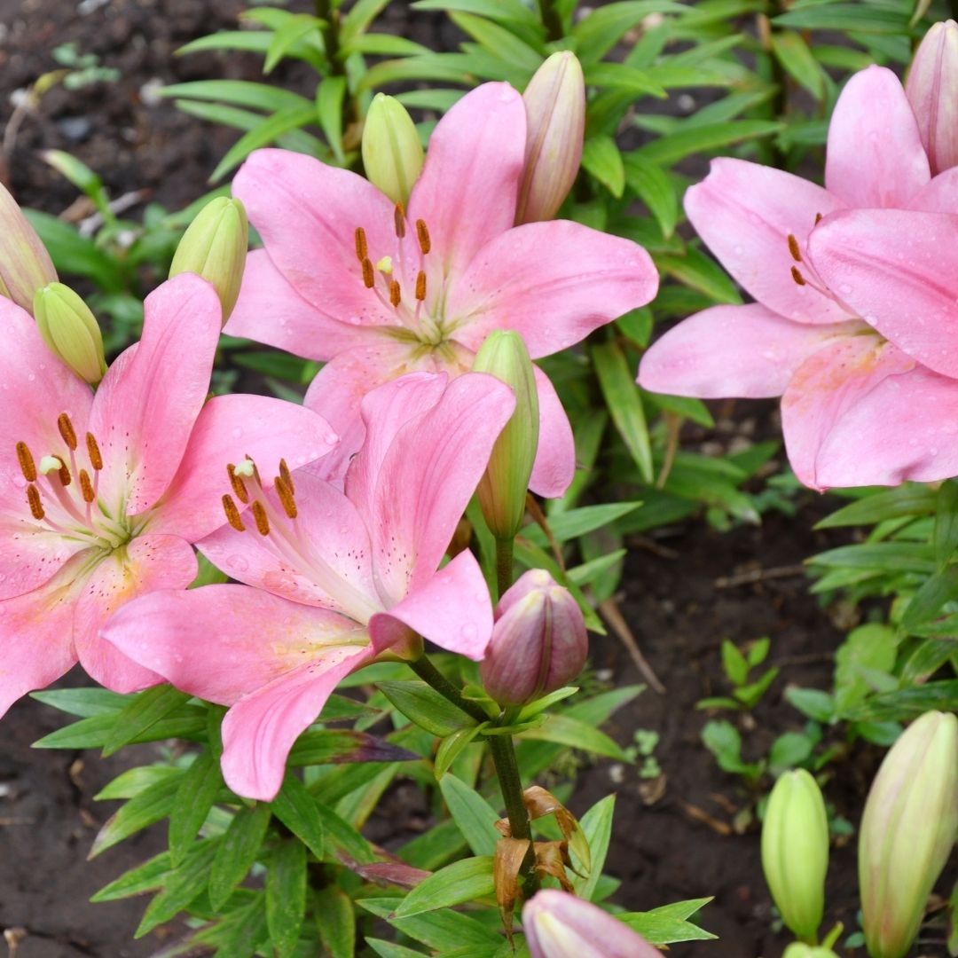 Lilium Asiflorum - Pink - 5 bulbs p-pack (188)