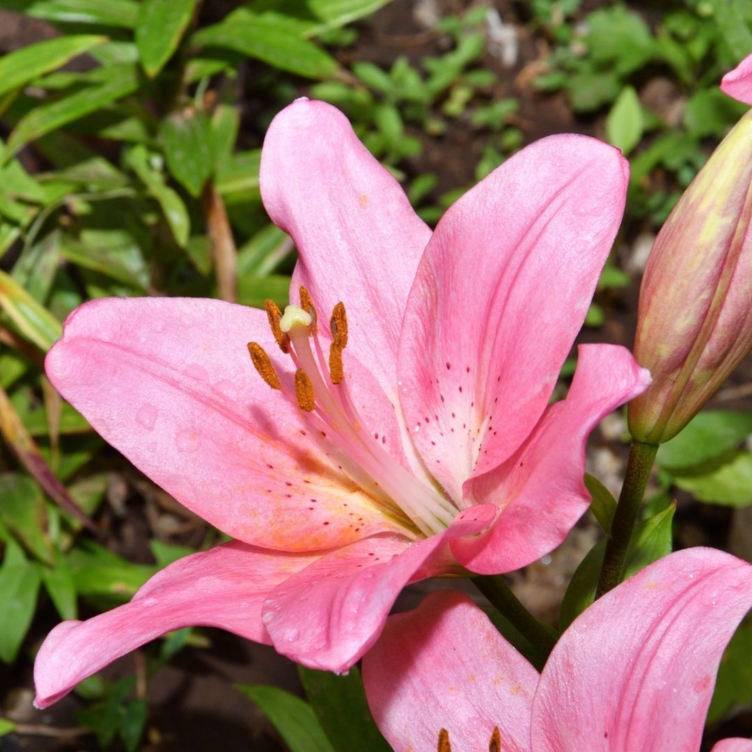 Lilium Asiflorum - Pink - 5 bulbs p-pack (188)