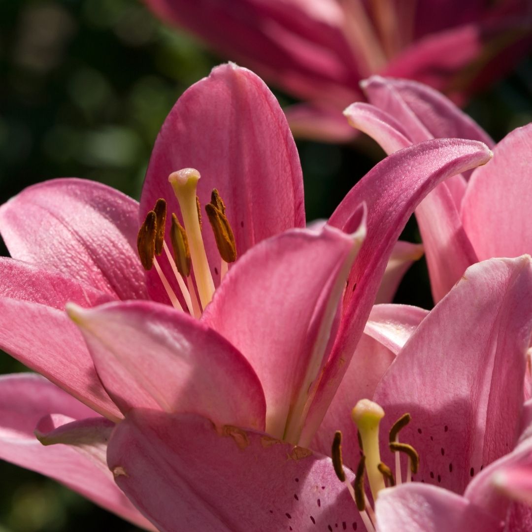 Lilium Asiflorum - Pink - 5 bulbs p-pack (188)