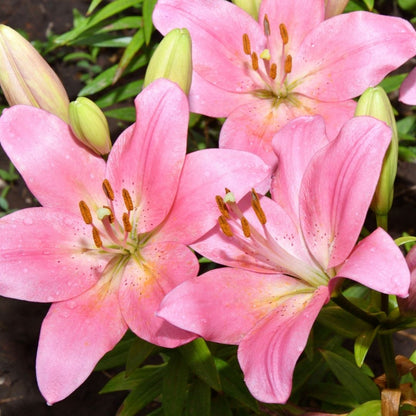 Lilium Asiflorum - Pink - 5 bulbs p-pack (188)