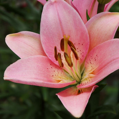 Lilium Asiflorum - Pink - 5 bulbs p-pack (188)