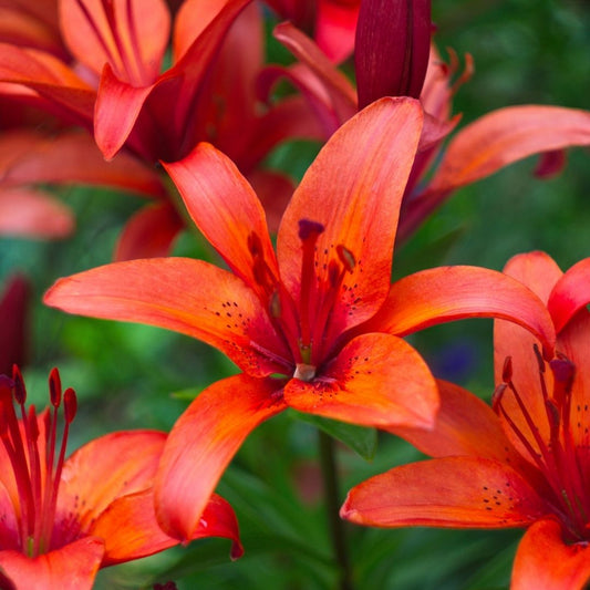 Lilium Asiflorum - Orange/Red - 5 bulbs p-pack (192)